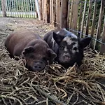 Vakantieverblijf De Rozenhorst דירה Lottum