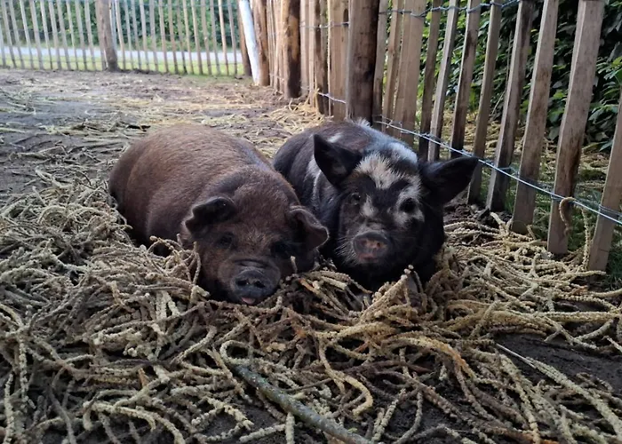 Vakantieverblijf De Rozenhorst 아파트 로트텀